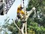Book Affordable Tree Trimming Service in Pasco County, FL