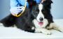 Mobile Veterinary Service
