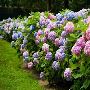Organic Based Lawn & Landscape Maintenance in Annandale, Vir