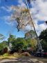 Expert Tree Removal Cairns – Safe & Reliable Services 