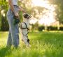 Dog Training in Mysore Dog Training in Mysore