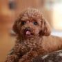 Poodle Breeders in Mumbai Poodle Breeders in Mumbai