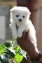 Maltese Puppies for Sale in Bangalore Maltese Puppies for Sale in Bangalore