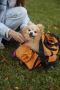 Pet Transport Services in Lucknow | Mr n Mrs Pet