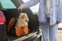 Pet Transport Services in Kolkata | Mr n Mrs Pet