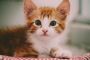 Persian Kittens in Delhi