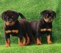 Rottweiler Puppies for Sale in Mumbai