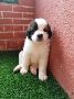 Saint Bernard Puppies for Sale in Bangalore