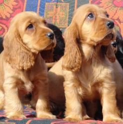 Cocker Spaniel Puppies for Sale 