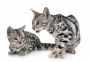 Where to Buy Bengal Kitten in Delhi