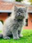 Find Purebred Persian Kittens for sale in Indore