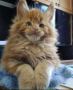 Maine Coon Kitten in Bangalore Maine Coon Kitten in Bangalore