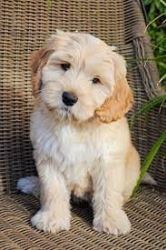 Labradoodle Puppies Price in Nagpur