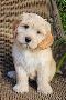 Labradoodle Puppies Price in Nagpur Labradoodle Puppies Price in Nagpur