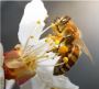 Honey For Sale