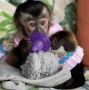 Adorable Capuchin Monkey For New Homes 