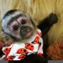 Well Trained Capuchin Monkeys Available