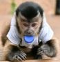 Wow!! Capuchin Monkey Ready For New Home Wow!! Capuchin Monkey Ready For New Home
