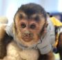 Capuchin Monkey Female For Sale Capuchin Monkey Female For Sale