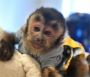 Capuchin Monkey Ready For New Home Capuchin Monkey Ready For New Home