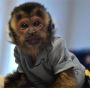 PureBred Capuchin Monkey for adoption PureBred Capuchin Monkey for adoption