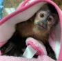 Lovely Capuchin Monkeys Available Lovely Capuchin Monkeys Available