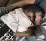 Excellent Capuhcin Monkeys For Sale Excellent Capuhcin Monkeys For Sale
