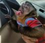 Cute Looking Capuchin Monkey For Sale Cute Looking Capuchin Monkey For Sale