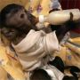 Adorable Capuchin Monkey For New Homes Adorable Capuchin Monkey For New Homes