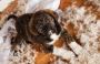 Private Puppy Training Tailored for Your Pup