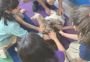 Nashville Puppy Classes for Obedience & Socialization