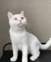 Rare Scottish Fold Kitten - Don't Miss Out on This Opportuni