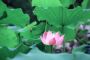 Introducing Lotus Leaf Tea: A Timeless Tradition of Natural 