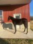 Beautiful Standardbred Weanling Mare – Barnyard Delight