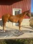 Beautiful 1-Year-Old Mare 