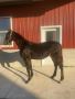 Stunning Standardbred-Percheron Cross Weanling