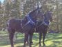 Percheron Team For Sale In Hazen, North Dakota 58545