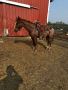 5-Year-Old Papered Red Roan 