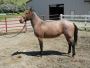 AQHA 3-Year-Old Mare – Oaks Lolly Pop 