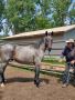 2 Year Old Suffolk/Quarter Horse Cross Bay Roan Gelding