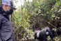Gorilla safaris Gorilla safaris