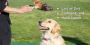 Dog training hand signals Dog training hand signals