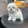 Puppies For Sale Cheap Price Puppies For Sale Cheap Price