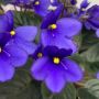 LED Light For African Violet Seeds Growth LED Light For African Violet Seeds Growth