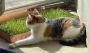 Kitty Lawn Review: Ten Cats and a Racoon Tried It