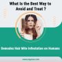 What Is the Best Way to Avoid and Treat Demodex Hair Mite In