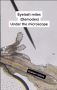 Take the Online Demodex Test to Estimate Your Demodex Mite P