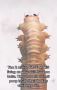 What are Demodex Mites?