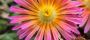 Brighten Gardens with Orange Glow Delosperma Today