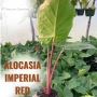 Red Stem Alocasia Vibrant Tropical Charm by Natura Creative